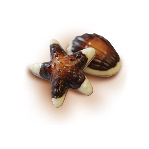 Two Belgian chocolate seashell pieces